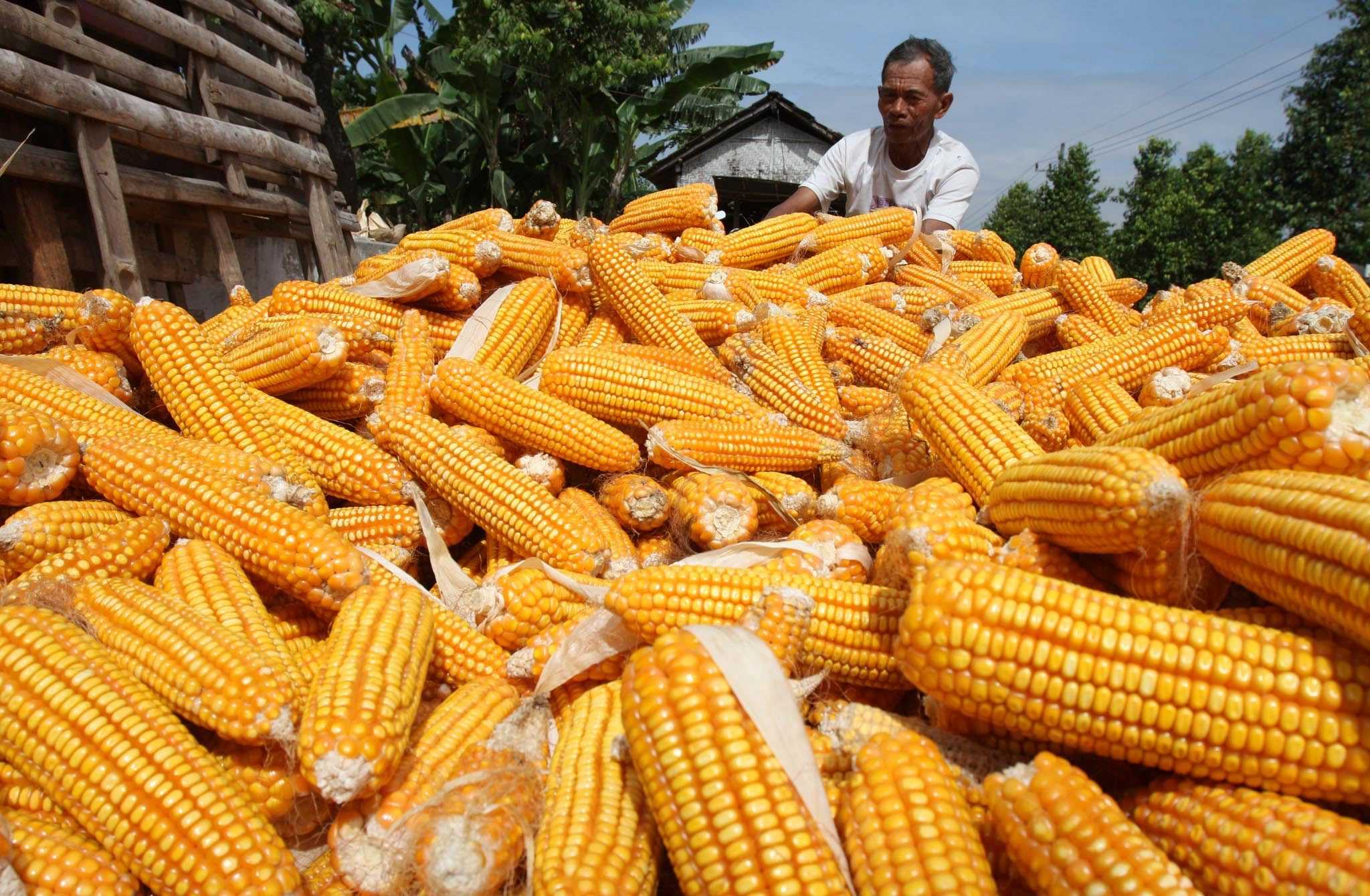 Bapanas Bangun Keberlanjutan produksi Jagung Pakan