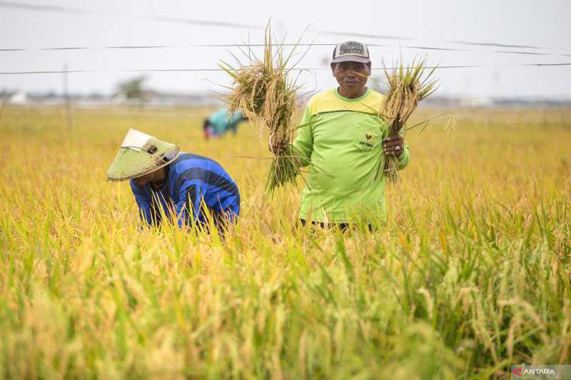 Bapanas Targetkan Cadangan Beras Capai 2 Juta Ton di Akhir Tahun