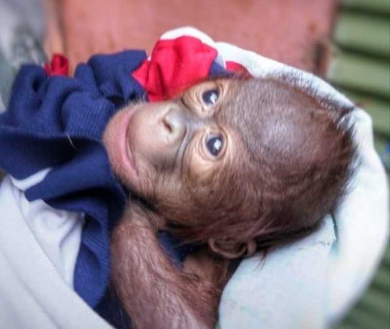 Bayi Orangutan Lahir di Gembira Loka Zoo Yogyakarta, Apa Pentingnya untuk Indonesia