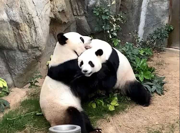 Beijing Hadiahi Hong Kong Sepasang Panda pada Peringatan 1 Juli