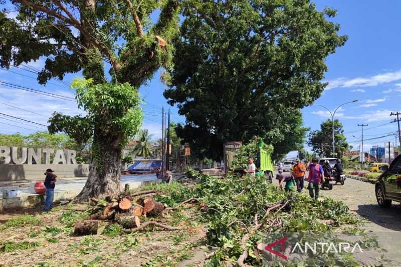 Bengkulu Minta Warga Waspada Angin Kencang dan Pohon Tumbang