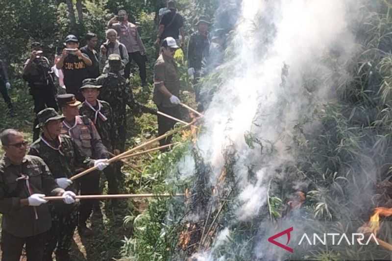 Berantas Narkoba, BNN Musnahkan 4,5 Hektare Lahan Ladang Ganja di Aceh Utara