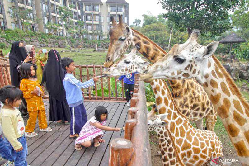 Berinteraksi dengan Ragam Satwa di Taman Safari II Jatim