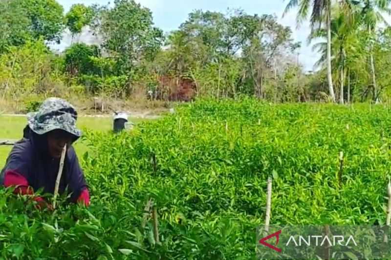 Berita Baik, BMKG Buka Sekolah Cuaca bagi Petani Natuna