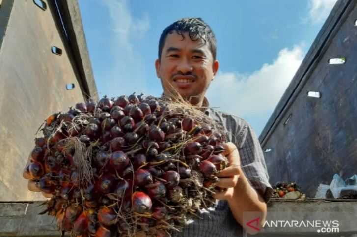 Berita Baik, Ratusan Petani Sawit Ikut Pelatihan Budi Daya Sawit di Luwu Utara Sulsel