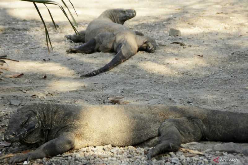 Berita Gembira Ayo Cepat Lihat Binatang Purba Ini, Tarif Baru Masuk Pulau Komodo Ditunda Hingga 1 Januari 2023