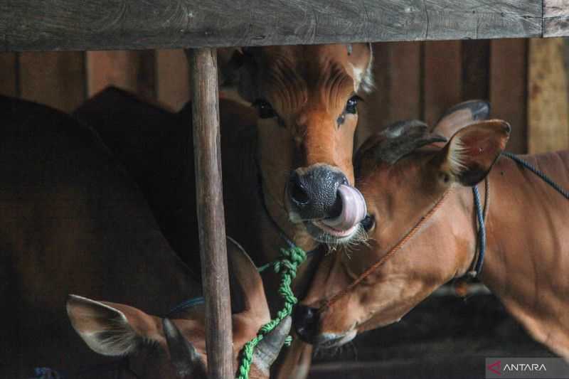 Berita Gembira, Kasus Penyakit Mulut dan Kuku Semakin Terkendali