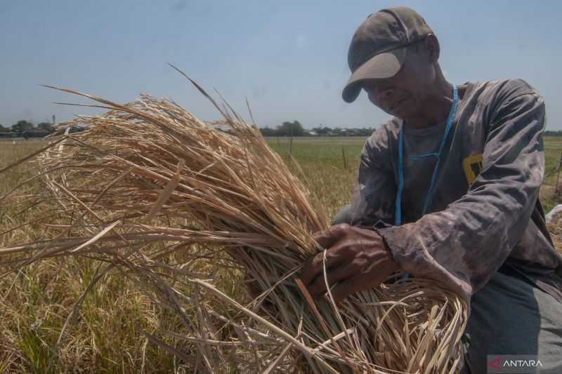Berita Gembira untuk para Petani, BRIN Ungkap Tiga Cara agar Tak Gagal Panen Saat El Nino