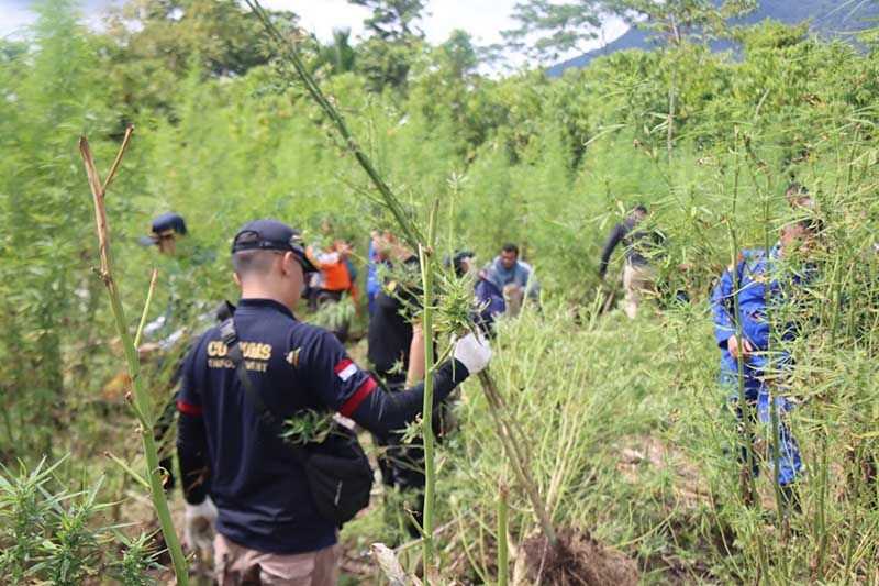 Berkat Kejelian Petugas, Akhirnya Bisa Dimusnahkan 5,3 Hektare Ladang Ganja Siap Panen Ini