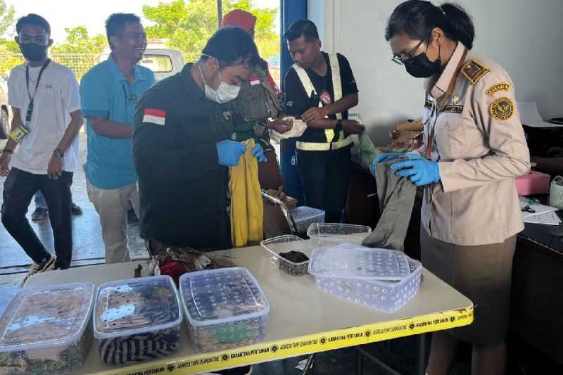 Berkat Kejelian Petugas, Karantina Gagalkan Penyelundupan 190 Reptil dari Bandara Mopah Merauke