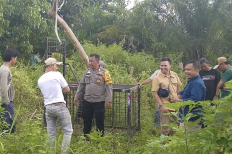 Beruang Madu Muncul di Permukiman, BBKSDA Riau Pasang Perangkap