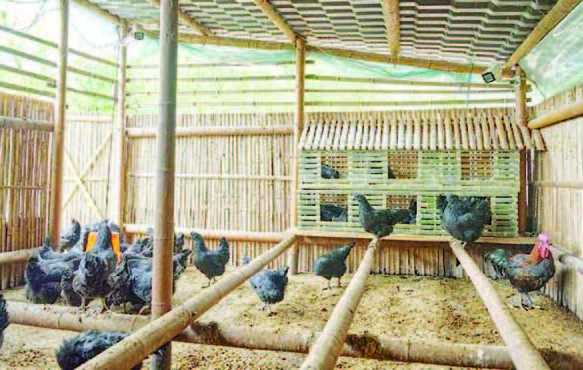 Beternak Ayam Jadi Lebih Efektif dengan Terapkan Teknologi AI