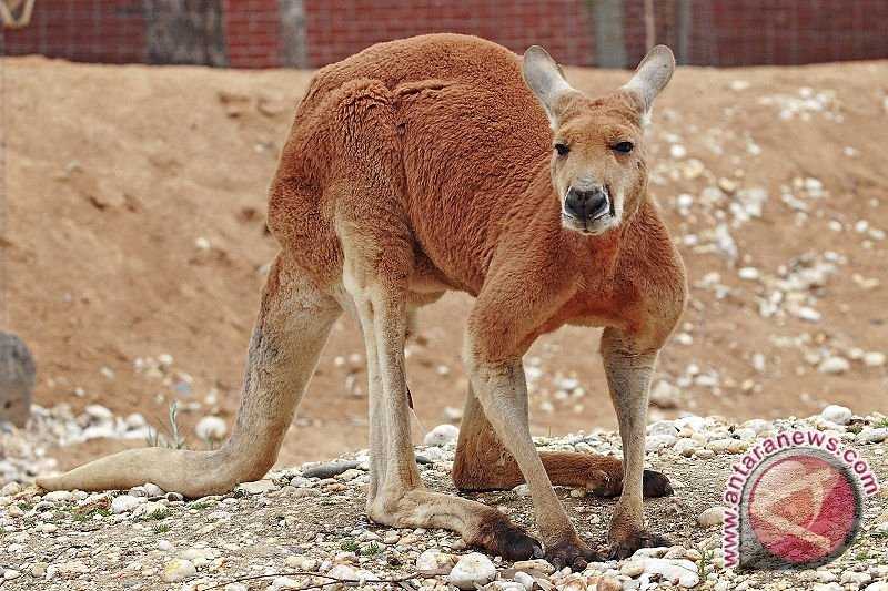 Bingung Tampaknya, Australia Hadapi Pro Kontra Pemusnahan Jutaan Kanguru