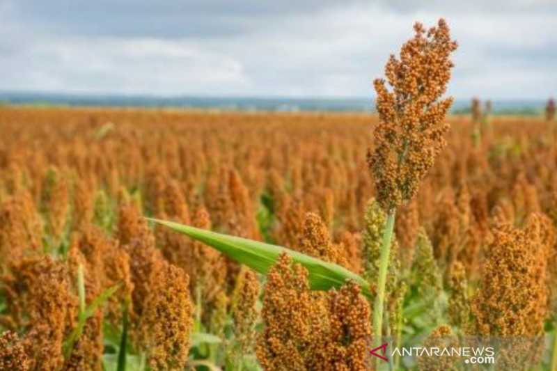 Bintan Potensial Jadi Sentra Penghasil Sorgum