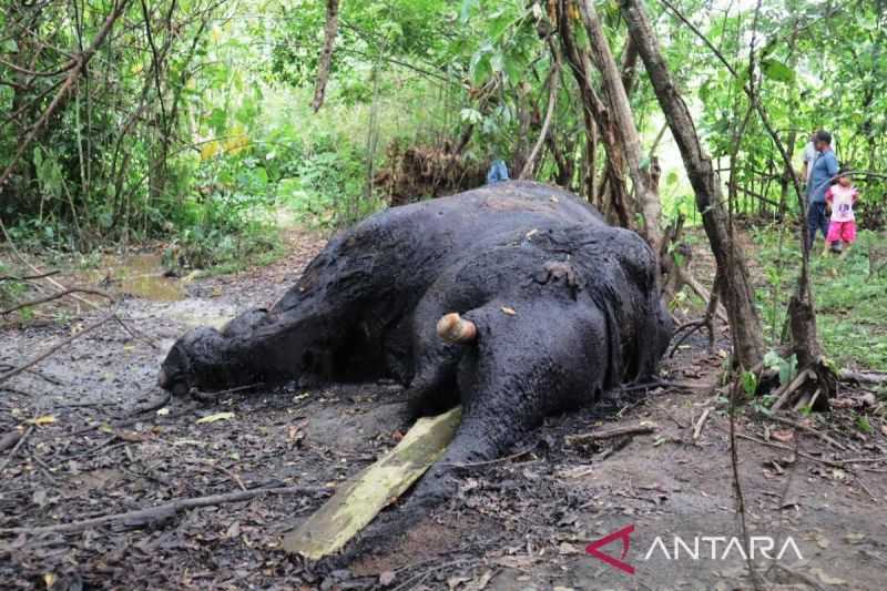 BKSDA Aceh Bawa Dua Gading Gajah Sumatera yang Mati di Nagan Raya