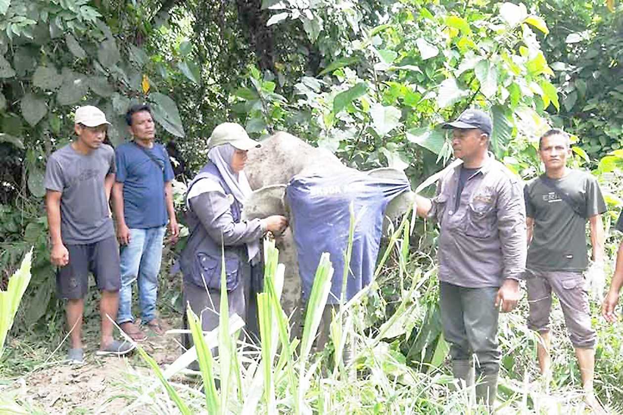 BKSDA Aceh Kerahkan Tim Pantau Anak Gajah Terkena Jerat