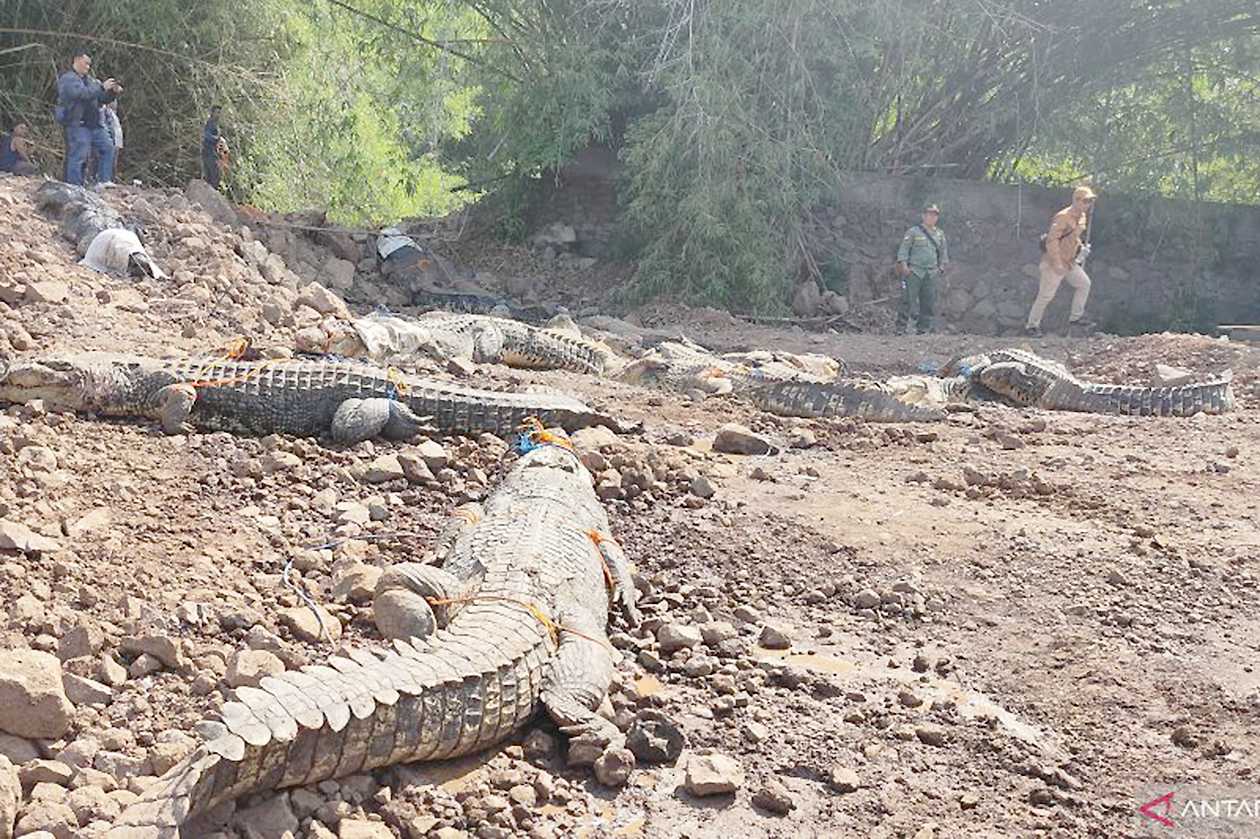 BKSDA Jabar Evakuasi 51 Buaya dari Penangkaran Cianjur