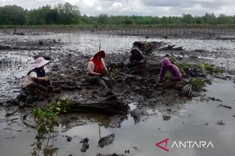 BKSDA Kalsel Tanam 193.100 Mangrove Guna Pulihkan Ekosistem Konservasi