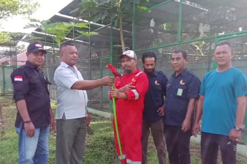 BKSDA Maluku Amankan Burung Paruh Bengkok yang Dibawa Penumpang