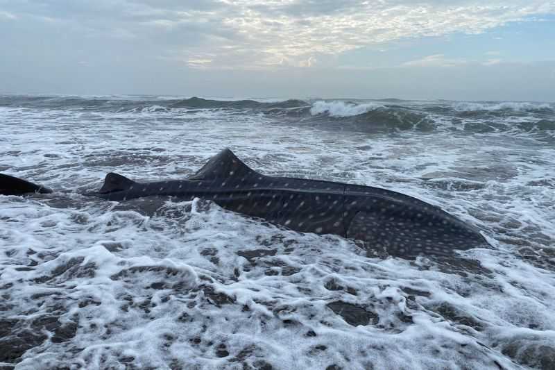 BKSDA: Seekor Hiu Tutul Terdampar di Pantai Welahan Wetan Cilacap