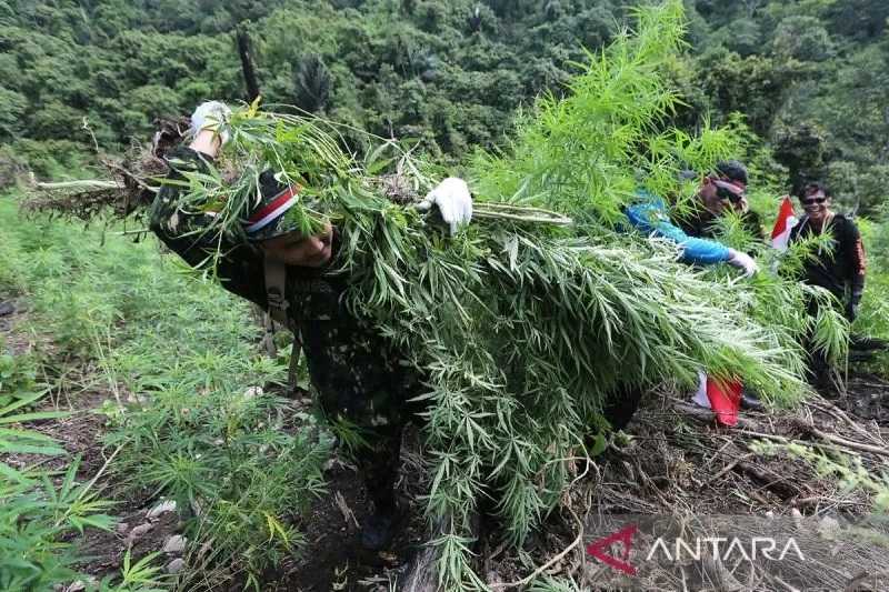 BNN Musnahkan 10.000 Batang Ganja di Aceh