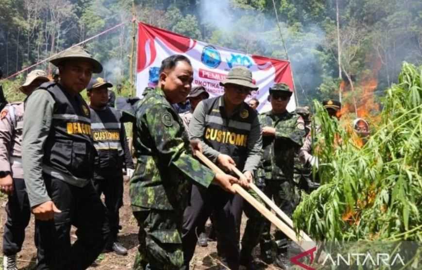 BNN Musnahkan 2,5 Hektare Ladang Ganja di Aceh Besar