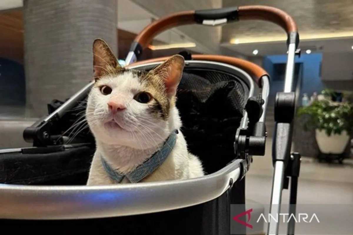 Bobby Kertanegara, Kucing Kesayangan Prabowo Resmi Jadi Penghuni Istana