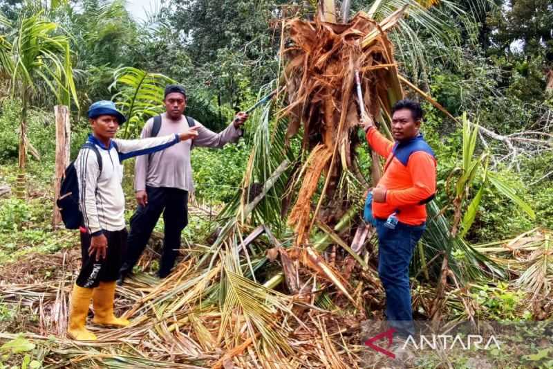 BPBD dan BKSDA Cegah Gangguan Gajah di Pedalaman Aceh Barat