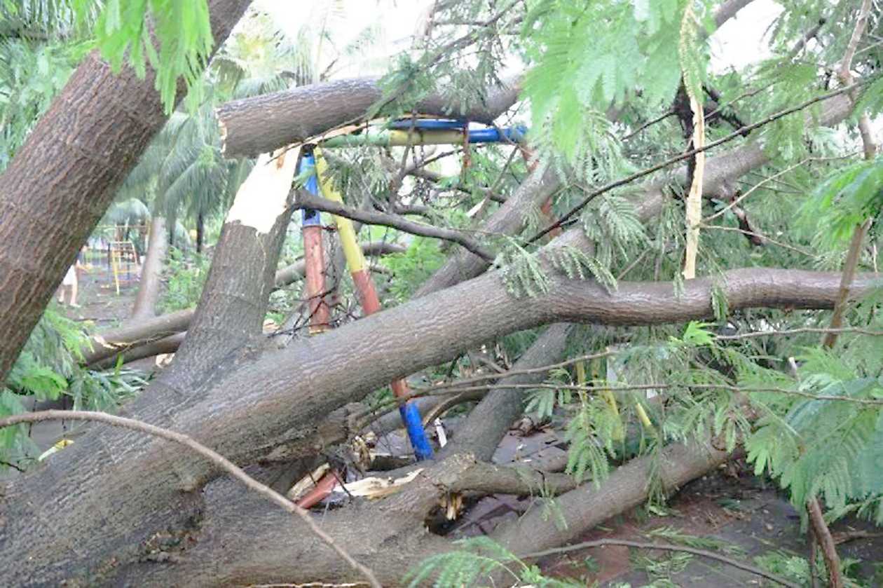 BPBD Tangerang: Waspadai Pohon Tumbang Saat Hujan