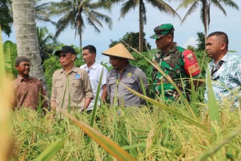 BPSIP salurkan bantuan benih padi ke petani Halut