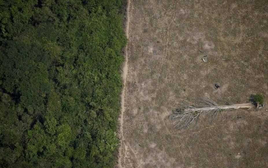 Brazil Usulkan Dana Besar untuk Konservasi Hutan di KTT Iklim Dubai