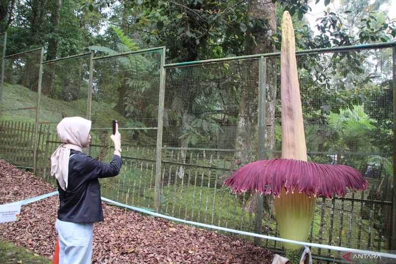 BRIN Berikan Akses Pengunjung Melihat dari Dekat Bunga Bangkai