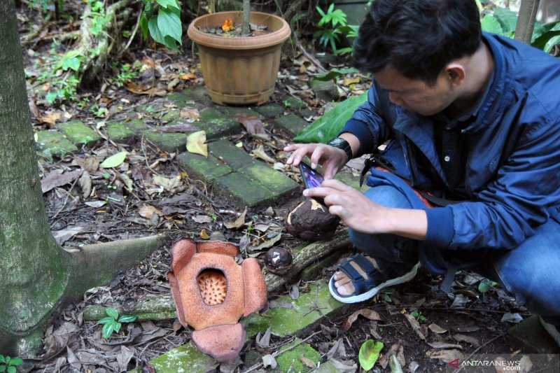 BRIN Kaji Upaya Konservasi Bunga Rafflesia di Luar Kawasan Lindung