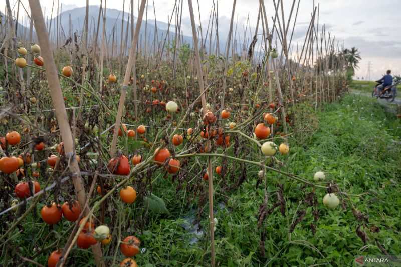 BRIN Kembangkan Biopestisida dan Biostimulan Ramah Lingkungan