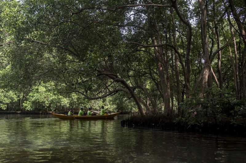 BRIN: Mangrove Mampu Serap Emisi Karbon 5 Kali Lipat dari Hutan Terestrial