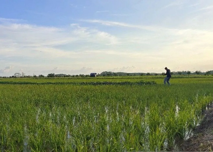 BRIN: Pengembangan 'Food Estate' Perlu Libatkan Aspek Sosial Budaya