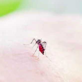 BRIN Sedang Meneliti Obat Anti Malaria