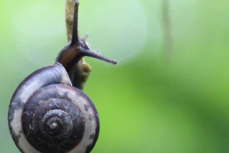 BRIN Ungkap Lima Kelompok Keong Indonesia Berpotensi jadi Obat Herbal