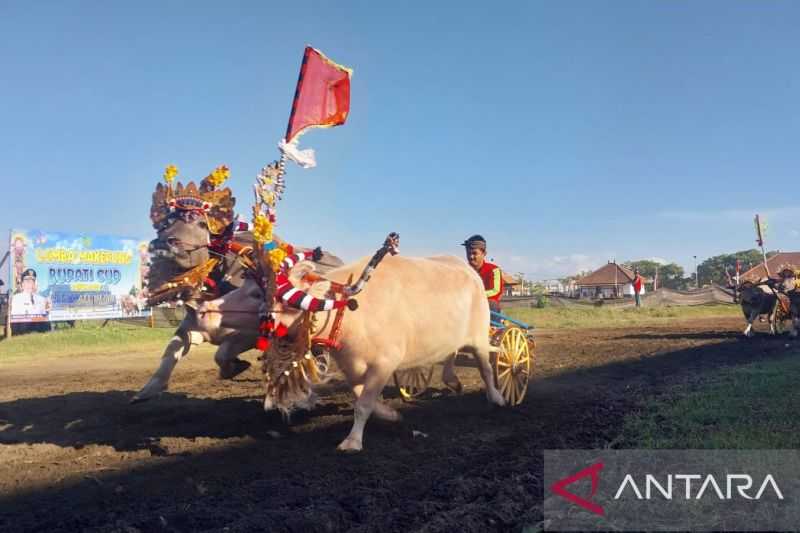 Budaya Pacuan Kerbau Makepung Disandingkan dengan Polo Berkuda oleh Pemkab Jembrana