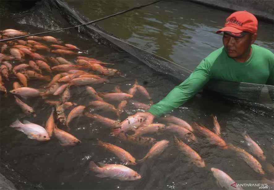 Budi Daya Ikan Tangkap Tangerang 42.000 Ton
