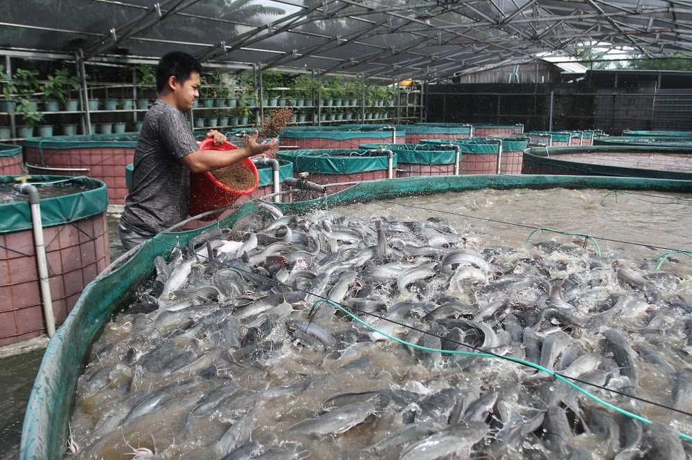 Budi Daya Lele Sistem Bioflok