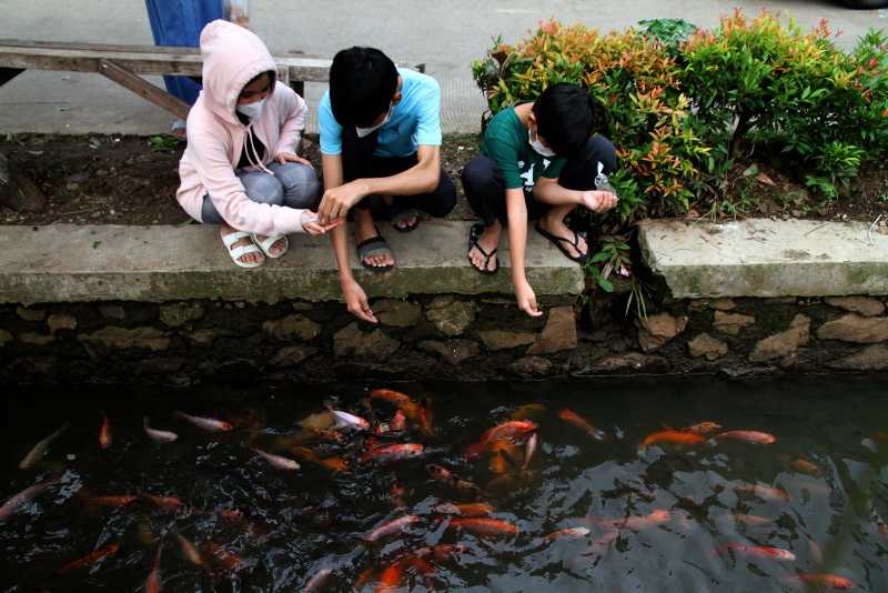 Budidaya Ikan di Saluran Air 2