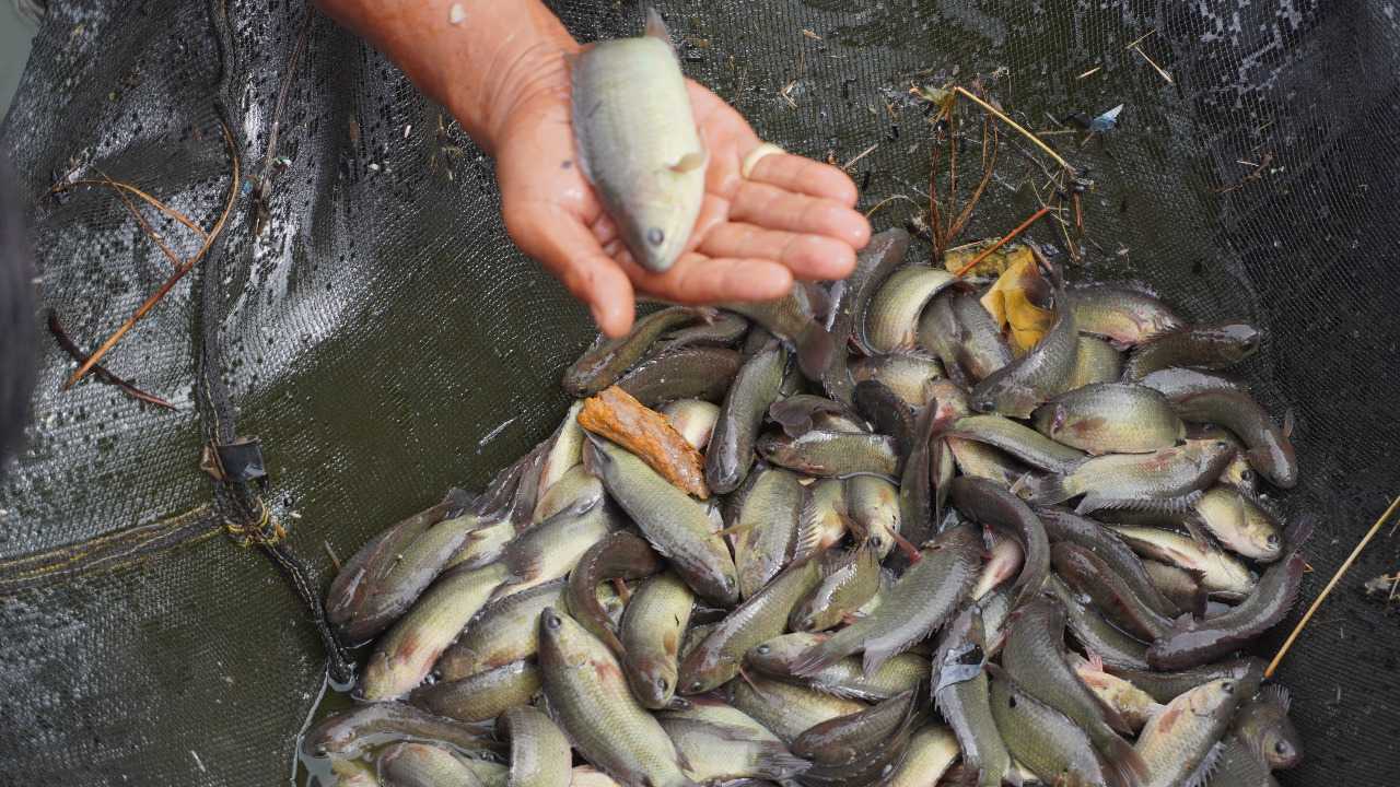 Budidaya Ikan Papuyu Gerakan Ekonomi Masyarakat Kalsel