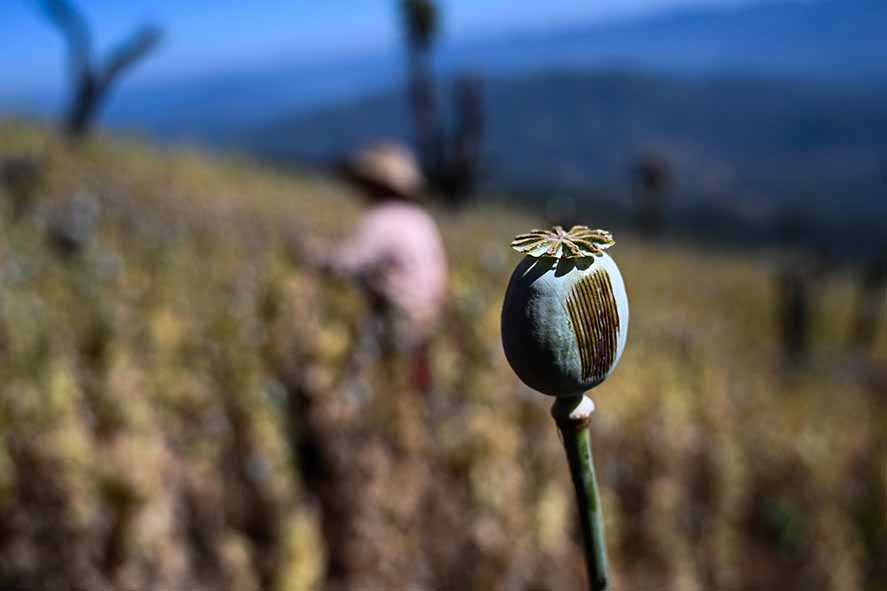 Budidaya Opium di Myanmar Melonjak Drastis