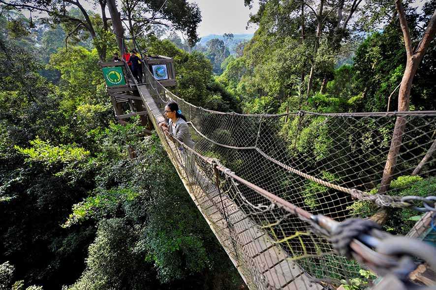 Bukit Bangkirai, Melihat Hijaunya Hutan Kalimantan dari Atas Jembatan Tajuk