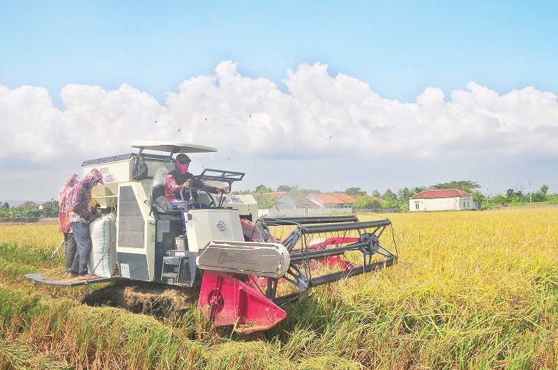 Bulog Mulai Menyerap Gabah dari Petani melalui Mitra Tani