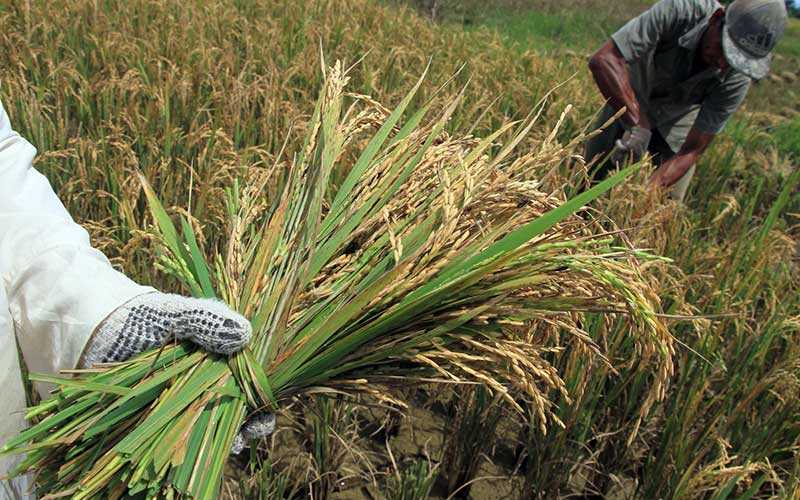 Bulog Targetkan Serap Gabah Petani 1,2 Juta Ton