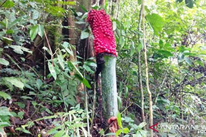 Bunga Bangkai Berbuah Ditemukan di Agam