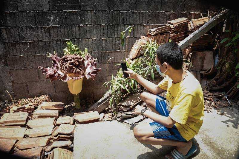 Bunga Bangkai Di Perkarangan Warga 1