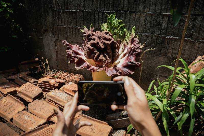 Bunga Bangkai Di Perkarangan Warga 2